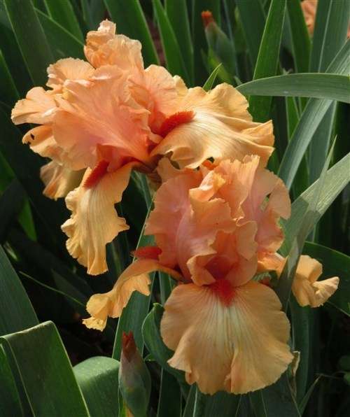 Iris Plants: ISLAND SUNSET - Ruffled, rich apricot pink with tangerine beard *LIMITED STOCK!*