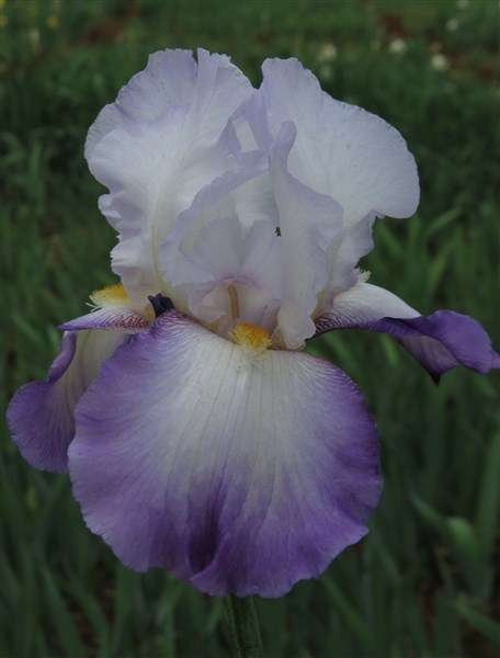 Iris Plants: Variety: VELVET MORNING - Shades of lavender to red-violet with tangerine beard