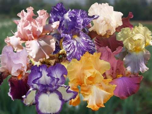 Iris Plants: IRIS COMBO - 50 High quality, different bearded iris plants - only R39 per plant