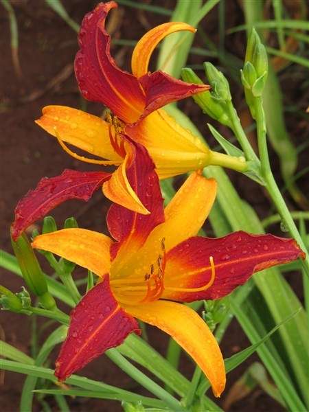 Daylily Plants:   'FRANS HALS' - Red/Orange Bicolour - Prolific Rebloomer!