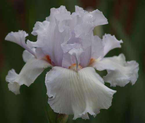 Iris Plants: `GLACIER SPOON` - Massive Ice-white flowers - Prolific, rebloom