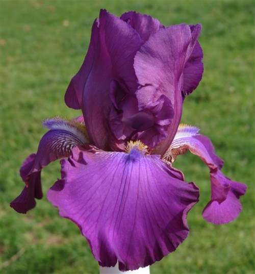 IRIS PLANTS - Variety: 'PLUM FAIRY' - Rose pink self.