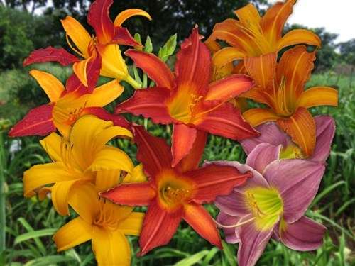 Daylily Plants: 5 Colour VALUE Pack  25 Plants (5 Different var) R690.00