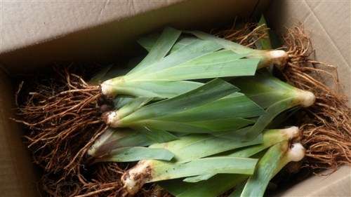 Irises: IRIS COMBO 24 VALUE Pack  24 Plants(Eight different var x3 each) R720.00 only
