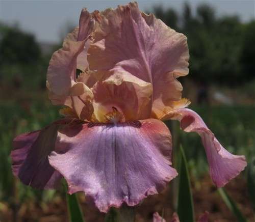 IRIS PLANTS - Variety: `CHAMBER MUSIC` -  Soft caramel on violet falls - Ruffled