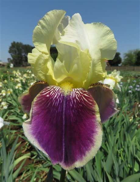 Iris Plants:  `RAFY` - Dainty soft yellow standards on purple falls