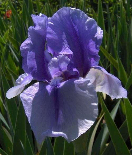 Iris Plants: `ON LINE`  - Light blue flowers, with deep blue central streak on falls