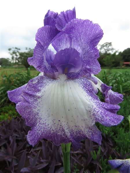 Iris Plants: Variety: 'JESSES SONG' - Dykes Medal (highest award - 1994)