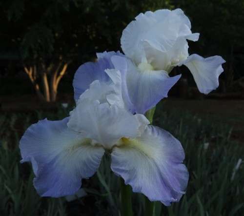 Iris Plants: Variety: `CLARENCE` - Award winner: `Wister Medal` - 2000