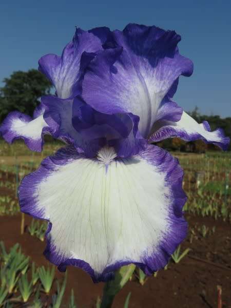 Iris Plants `LOOP the LOOP` - a Model grower