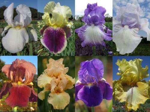 Irises: IRIS COMBO 24 VALUE Pack  24 Plants(Eight different var x3 each) R720.00 only