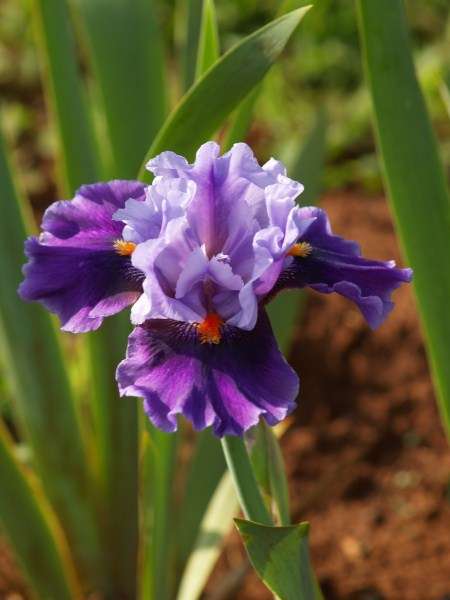 Iris Plants: 'WITCH'S WAND' - Heavily ruffled, 2 Tone Royal Purple flowers, striking red beard