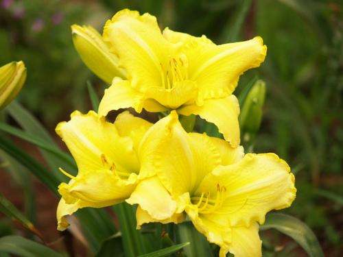 Daylily Plants: NEW on bob! Variety: 'LUNAR SEA' - Excellent budcount & good substance