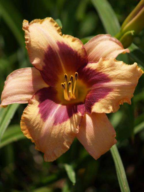 Daylily Plants: Variety: 'MASK BALL' - Soft pink with burgundy eyezone. 1 ONLY!