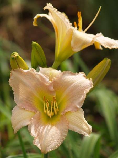 Daylily Plants: 'SILVER ICE' - BIG, soft ice pink petals. Good substance. **PROLIFIC!**