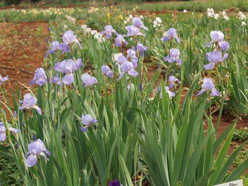 Iris Plants: NEW on bob! 'BLAU DONAU'  - Soft, powder blue flowers on tall slender stems