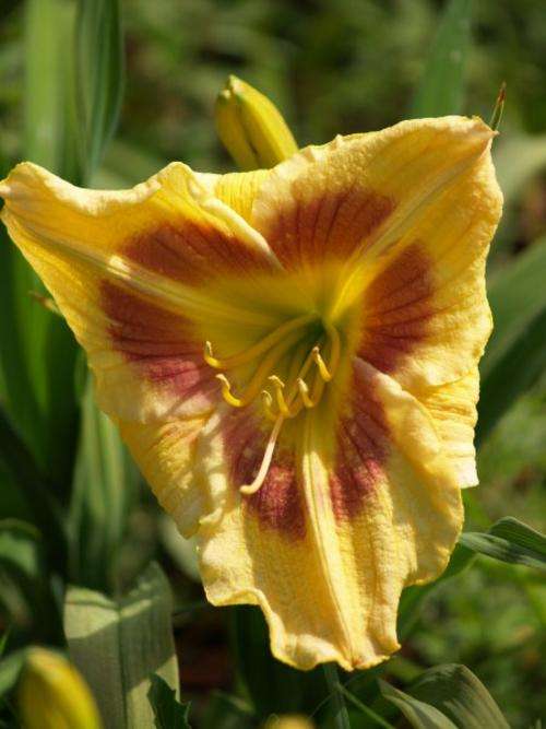 Daylily Plants: LOW MAINTENANCE DAYLILIES!!! Variety: 'SPANISH MASQUERADE' (Limited!)