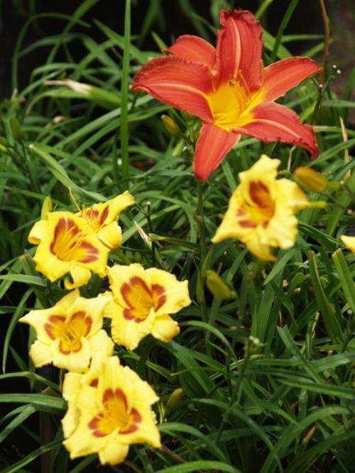 Daylily Plants: **Miniature variety!** - 'CHERRY CUSTARD'