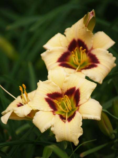 Daylily Plants : Miniature variety!!!  'CORSICAN BANDIT'  - Cute!! LIMITED!!!