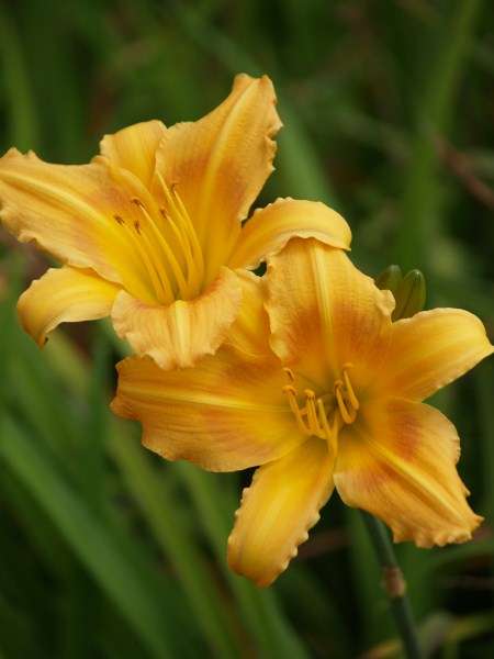 Daylily Plants: PLANT NOW!  for COLOUR in SUMMER! Variety:  'BRIDAL CORSAGE'