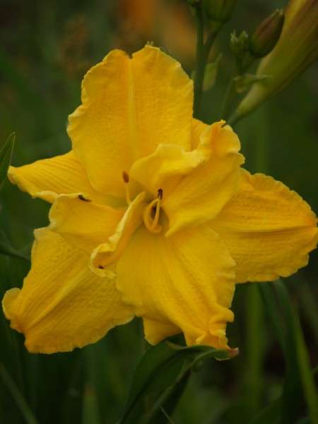 Daylily Plants: 'SUPER DOUBLE DELIGHT'  - MASSIVE, double layered golden yellow flowers  (LIMITED!)