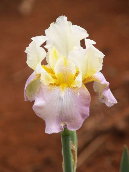 Iris Plants: Variety: 'BABY LULLABY'  - soft tones of cream and lavender