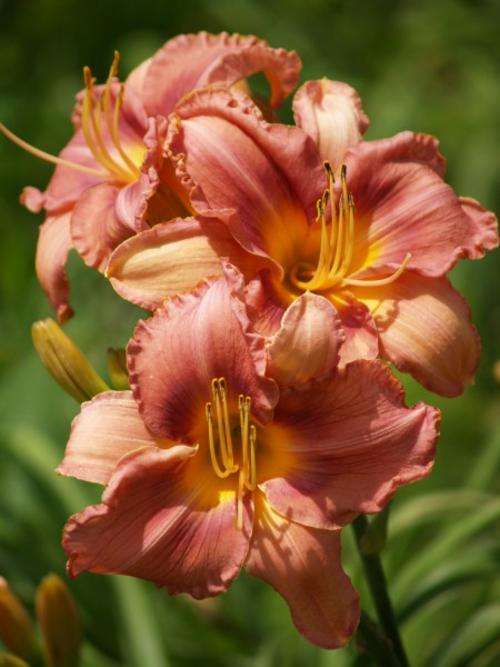 Daylily Plants :*FROSTHARDY DAYLILIES!! Variety: 'MPL 61' - BIG dusty pink flowers, LIMITED!!!