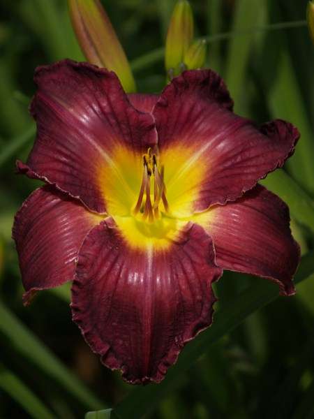 Daylily Plants: **LAST MINUTE TEMPTATION!** - Variety: 'MPL 178' - 1 ONLY!! (LIMITED!)