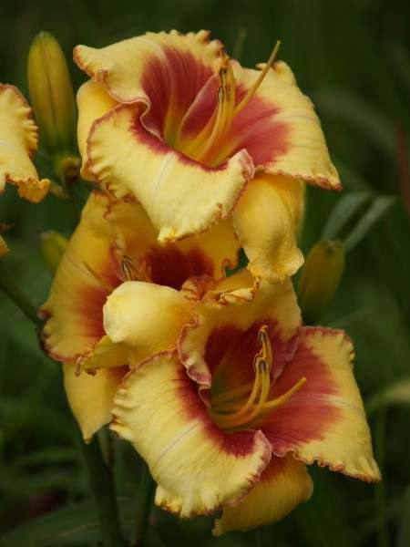 Daylily Plants:**ONE only!! - Variety: 'MPL 197' -soft yellow with blushing red eyezone & edge.