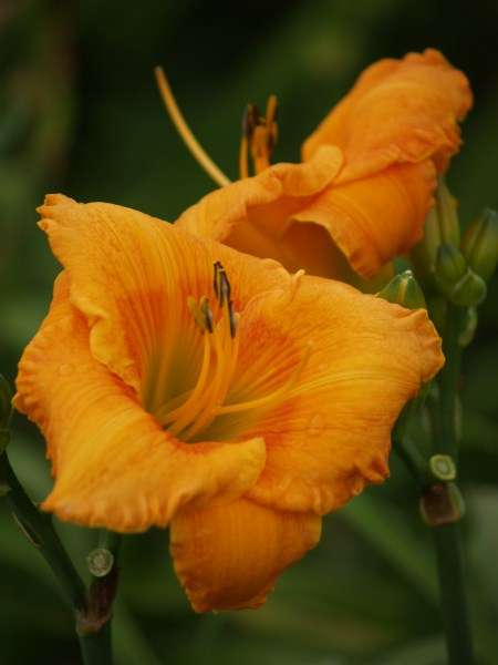Daylily Plants: Variety: 'MPL 51' - BIG, recurving glowing orange, with soft red eyezone