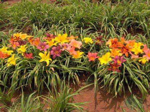 Daylily Plants: DAYLILY & IRIS COMBO for JAN R : 300 PLANTS: R1,800.00
