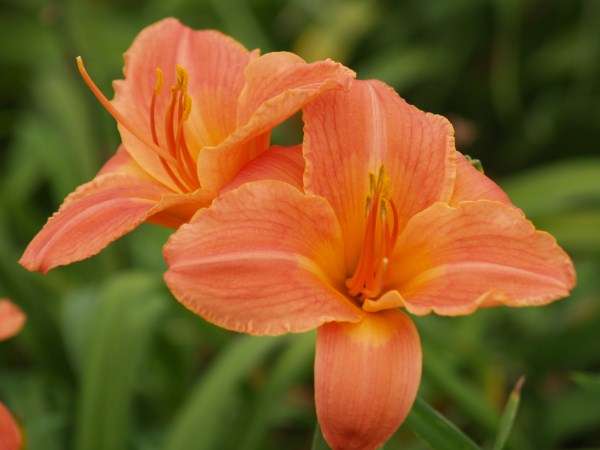 Daylily Plants: 'PEACH MELBA' - lovely broadleaved  peach flowers