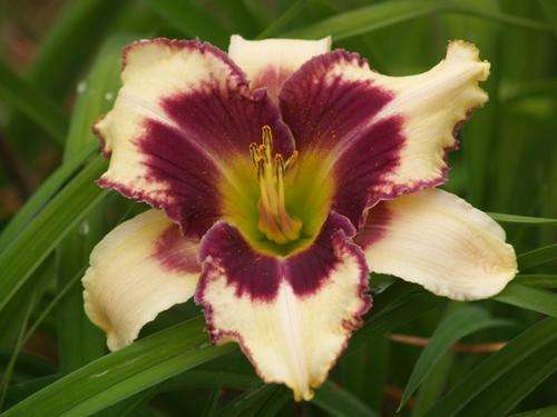 Daylily Plants:  'MPL 31' **STUNNING!** soft pink, ruffled burgundy edge & eyezone (LIMITED!)