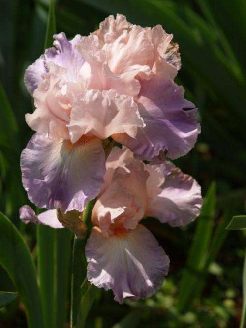 Iris Plants: HEATHER BLUSH - soft shades of pink & lavender
