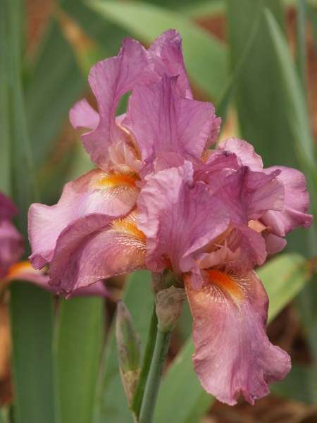 IRIS PLANTS - Variety: 'CHARMING LADY' - Charming, dusty pink flowers on tall stems