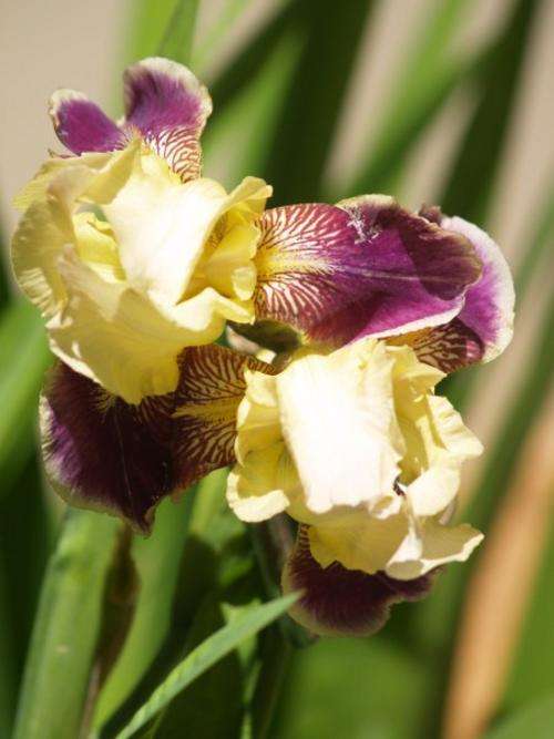 Iris Plants:  'RAFY' - Petite soft yellow standards on purple falls