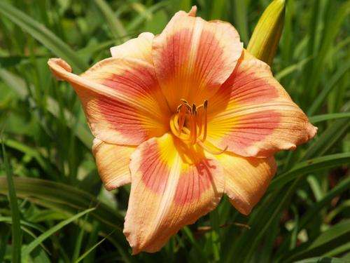 Daylily Plants: 'REAL WIND'  -  **BIG!** Soft peach with darker eyezone LIMITED STOCK!