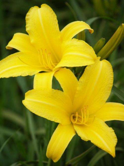 Daylily Plants: For COLOUR IN SUMMER! Variety: 'GRANDFATHER TIME' -  *HUGE!* butter yellow flowers