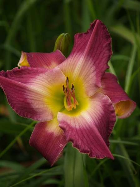 Daylily Plants:** 1 ONLY!!**  'NAIROBI NIGHT' - Soft shades of violet and purple - HUGE flowers!