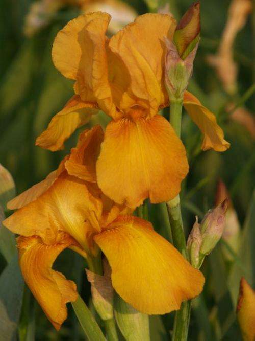 Iris Plants: 'GINGER' -  Vintage, burnt orange flowers