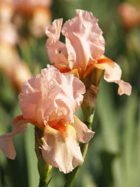 Iris Plants: CHINAMAID - Soft apricot petals with rich tangerine beard (new!) **LIMITED!**