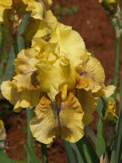 Iris Plants: **NEW!**  'DESERT ECHO' - HUGE, heavily ruffled sand coloured **BEAUT!**