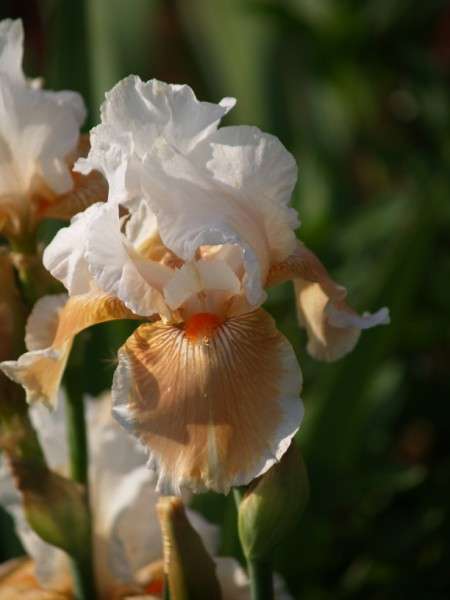 Iris Plants: MAGHAREE - Pearl white standards on salmon pink falls, tangerine beard