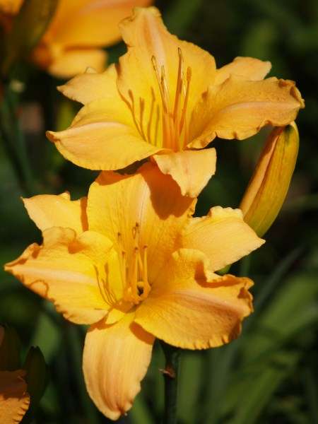 Daylily Plants: 'LIMOGES PORCELAIN' - Soft glowing apricot. Good substance & flowering pattern