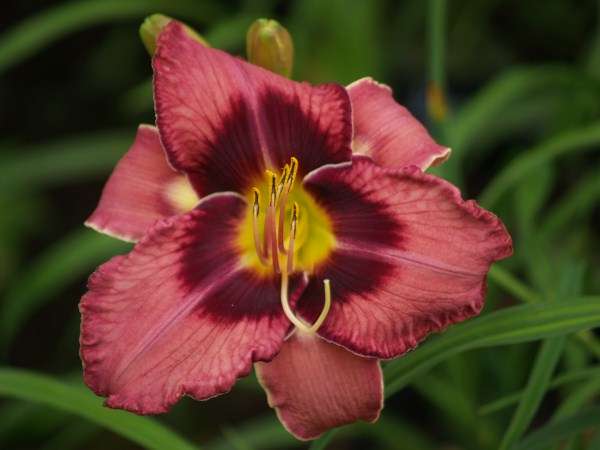 Daylily Plants: 'RUBY MIDNIGHT'  - Dark mauve with grape coloured eyezone - BEAUT!!