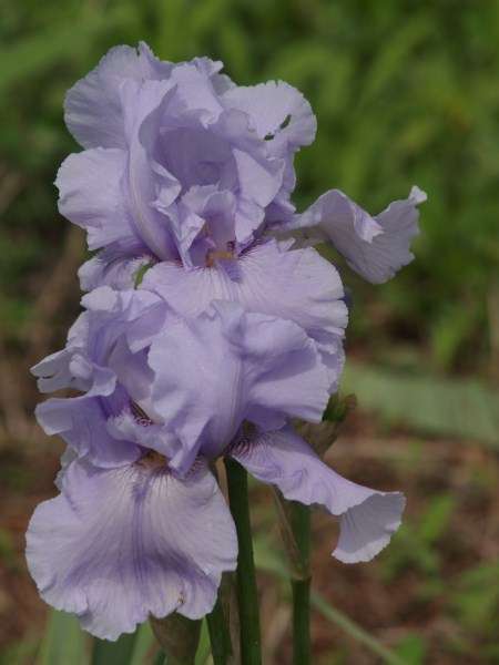 Iris Plants: Variety: 'SUNLIT'  - BIG, sky blue flowers- **SPECTACULAR PERFORMER!!**