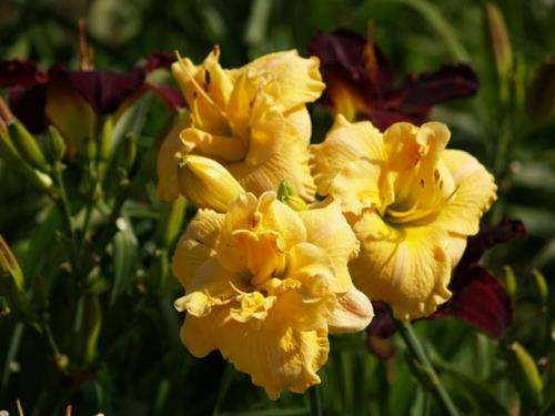 Daylily Plants: 1 ONLY!  -  'PUCCINI' - Double layered rich cream coloured petals