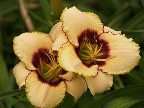 Daylily Plants:  'MPL 77' - STUNNING! Cream with burgundy edge & eyezone (LIMITED!)