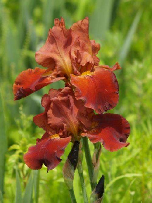 Iris Plants: **NEW on bob!** - Variety: 'MANUEL' - Velvety, brickred petals