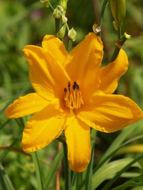 Daylily Plants: ORANGE PRELUDE - Prolific, turmeric yellow flowers - STRONG COLOUR!!!!